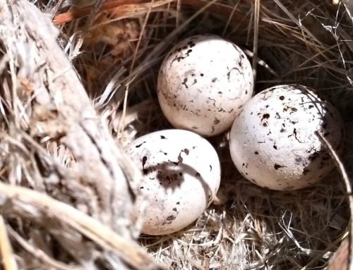 Nye regler om korttidsutleie